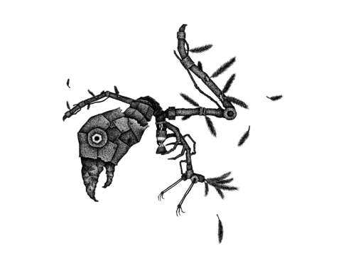 Birdbrain