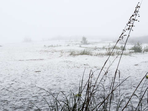 Fog on the beach