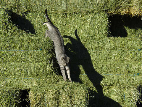 Hay cat