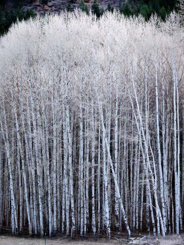 Frosted