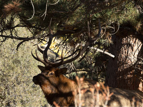 Bull elk in the trees