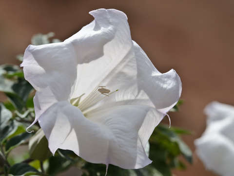 Sacred Datura