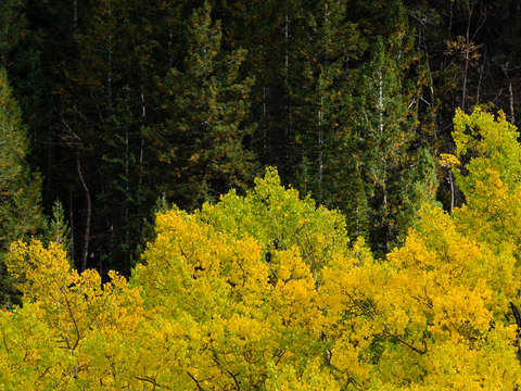 Fall aspens