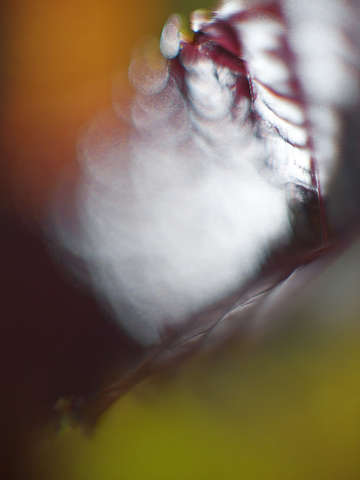 Grapple