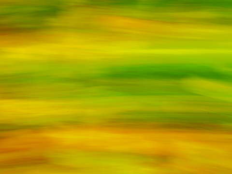 Autumn leaves le foglie