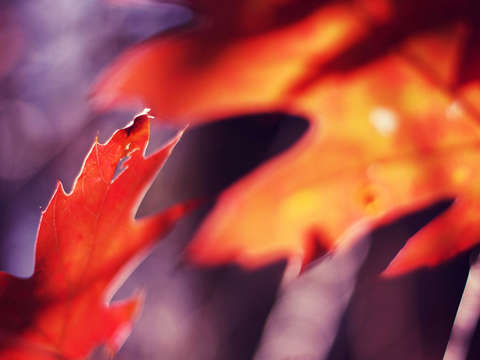 Fiery reds