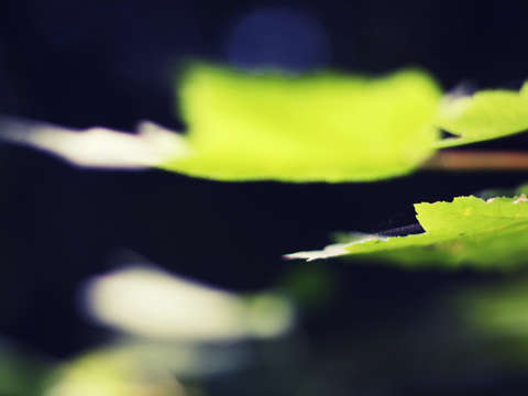 Summer Maple