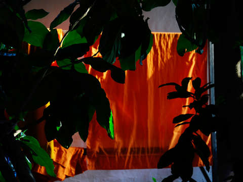 Orange in the evening