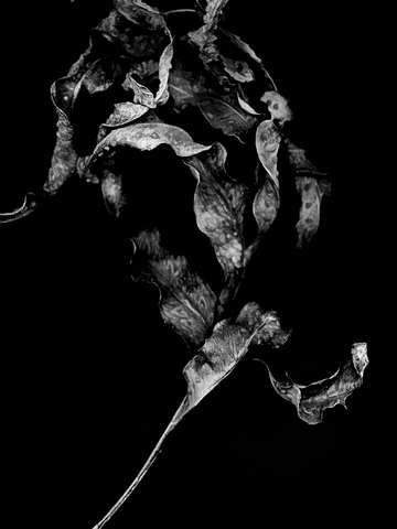 A dignified death