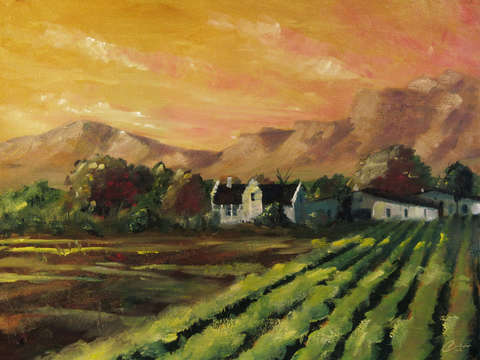 South african vineyard