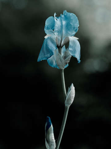 Blur iris