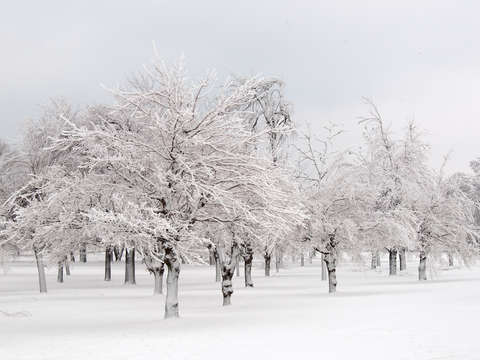 Frostland