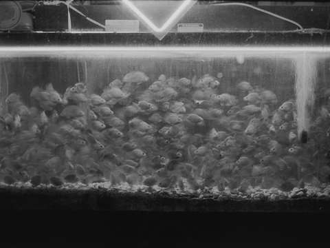 untitled (0845-11)