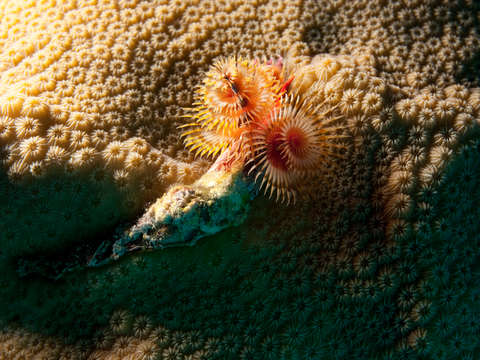 Sunrise on the Reef