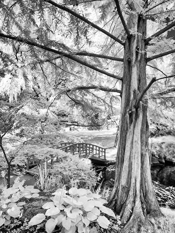 Bridge Shot