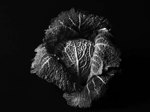 Heart revealed