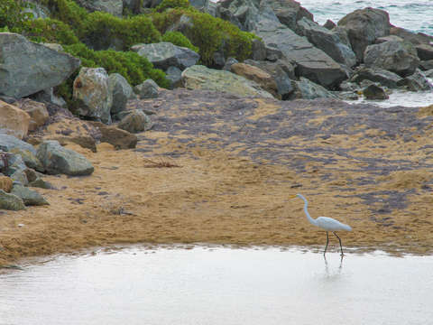 Sea bird vieques puerto rico