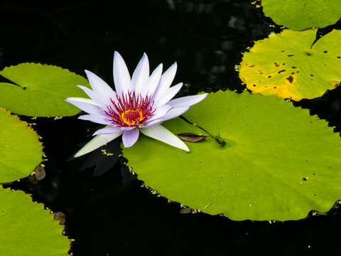 Water lilly