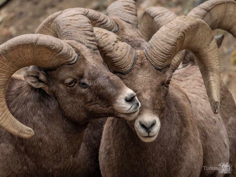 Just to be In Their prescence!