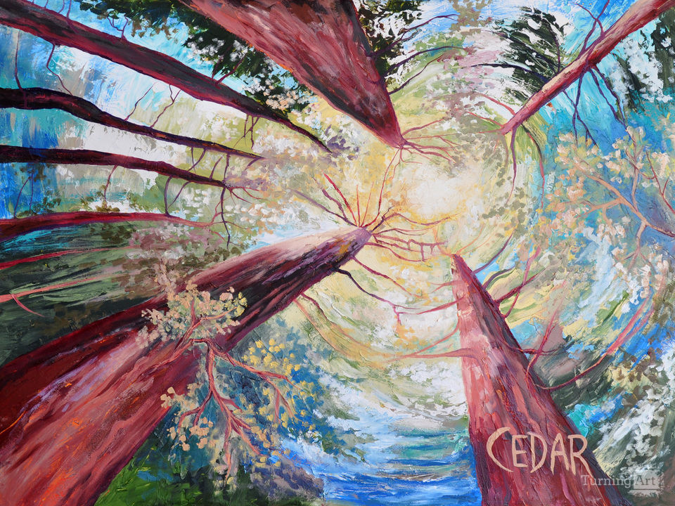 Dance of the Redwoods