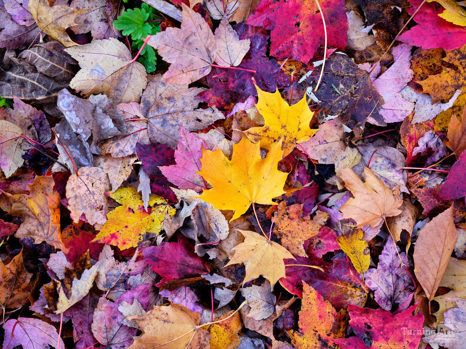 Fallen Colorful Autumn Leaves Golds and Reds