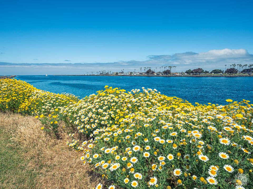 A Most Colorful and Joyful Jetty
