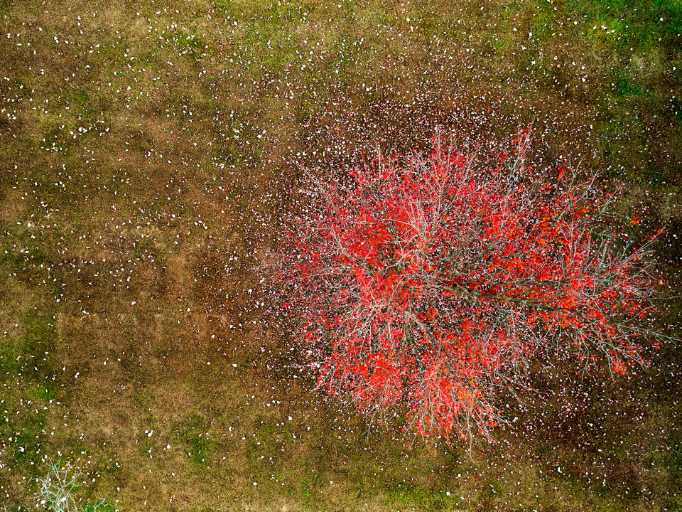 Aerial Drone Image - Falling Red Leaves