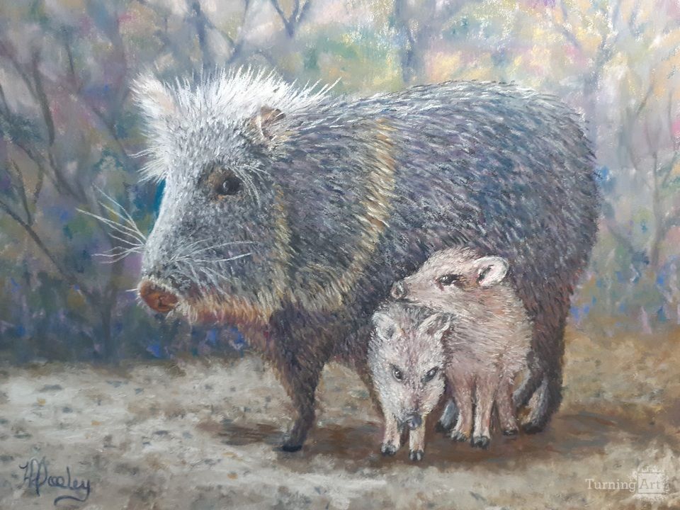 Javelina Haven