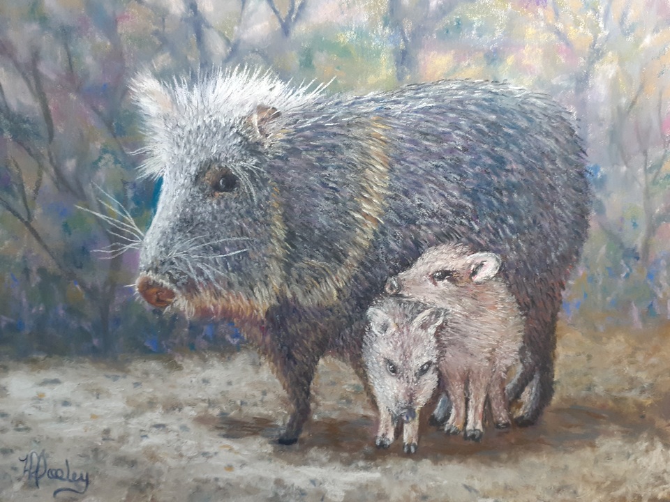 Javelina Haven