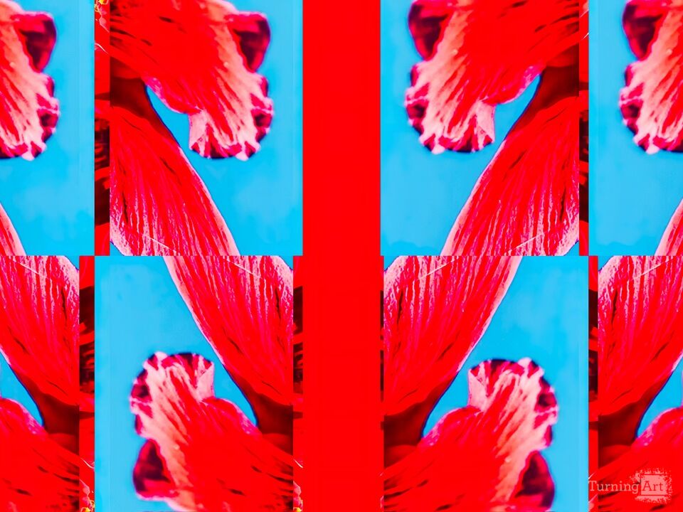 Floating Hibiscus Colorblock