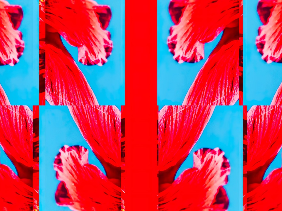 Floating Hibiscus Colorblock