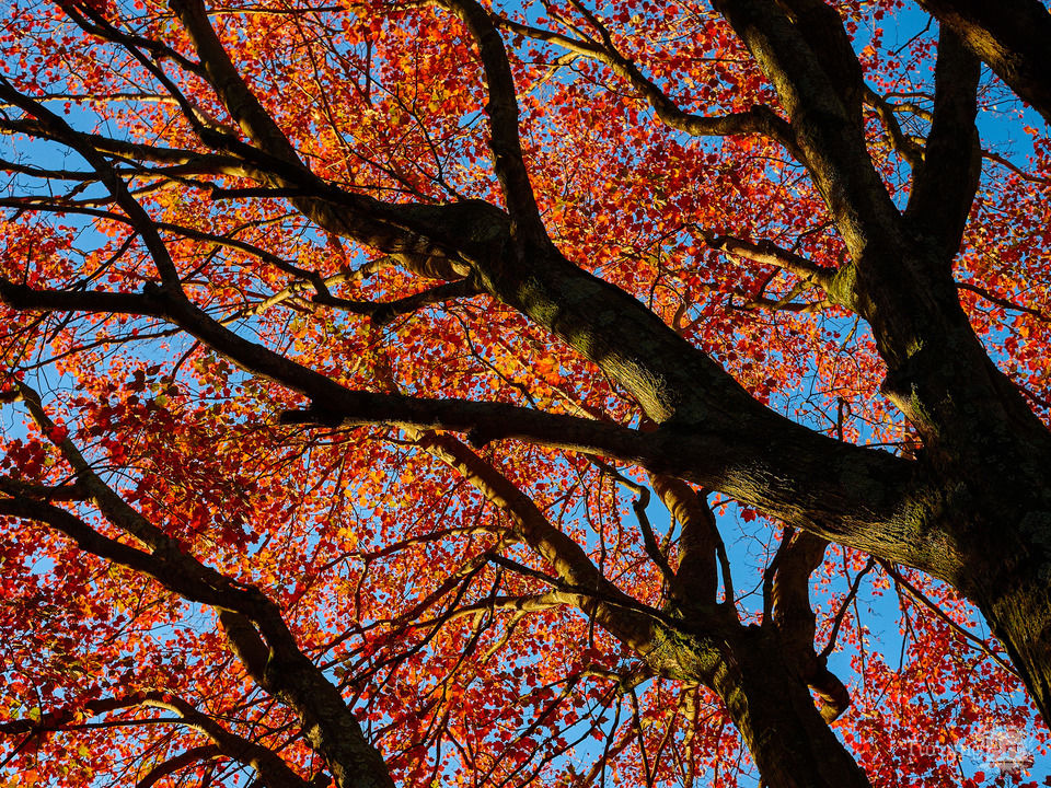 Colorful Orange and Red Leaves