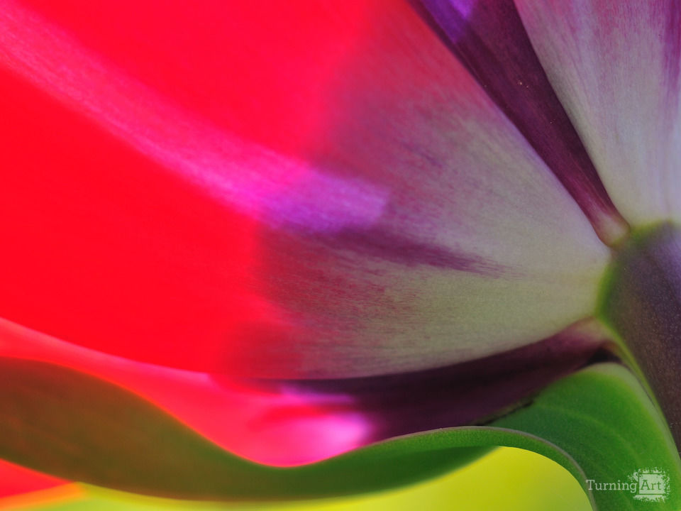 Looking up from ground level at a colorful red, purple and white tulip II