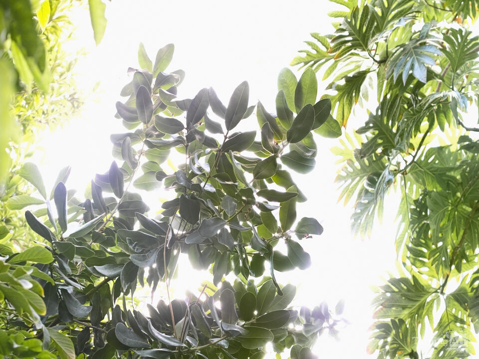 Tropical 1001