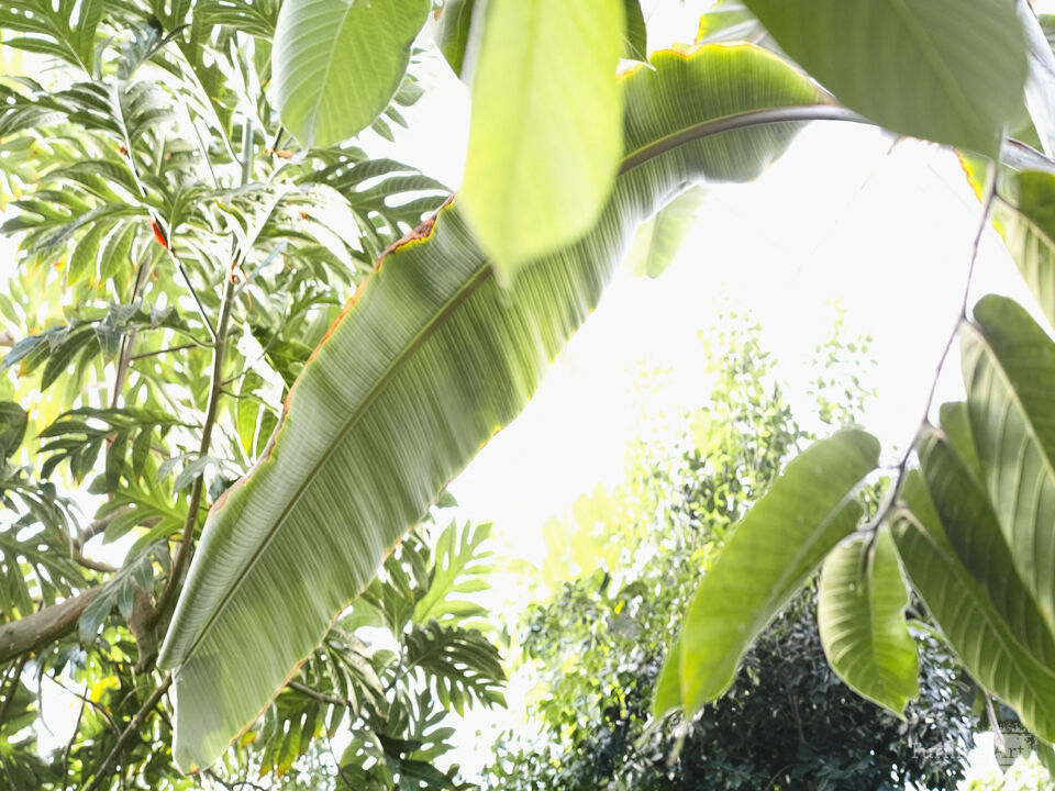 Tropical 1002