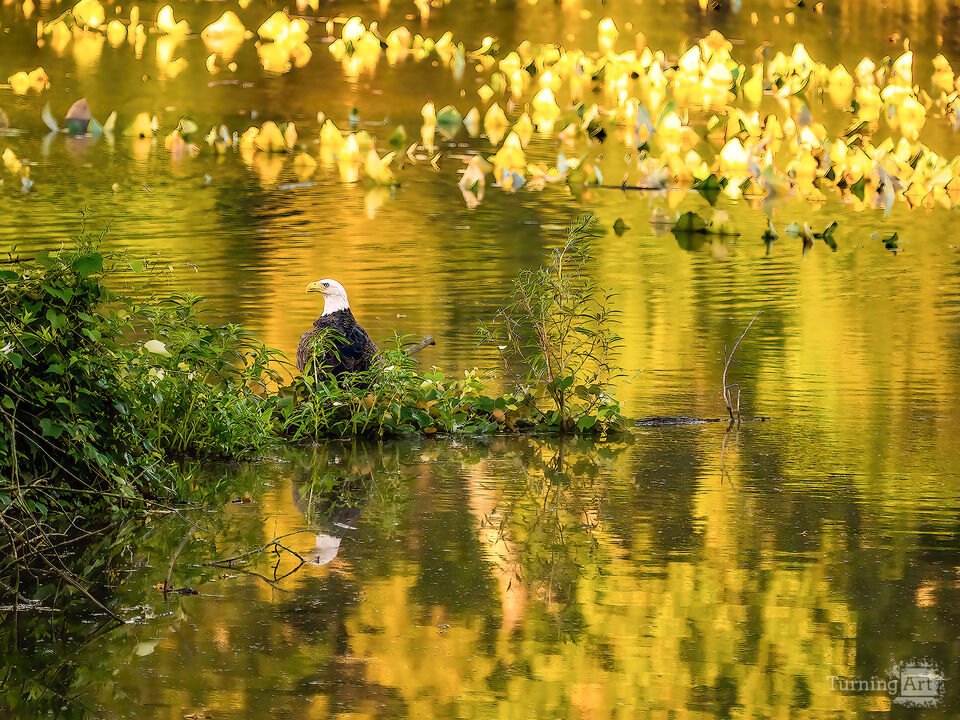 Little Hunting Creek #6