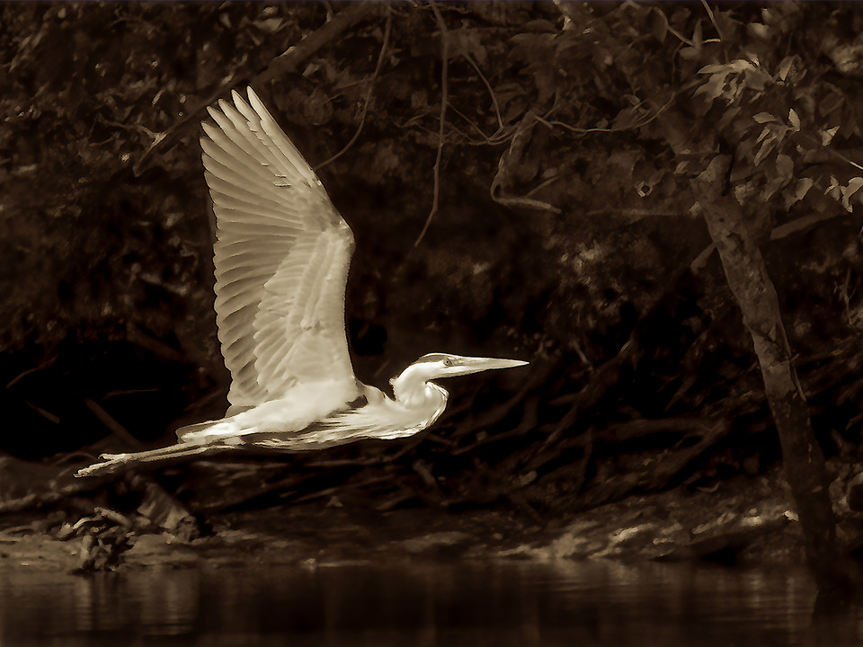 Little Hunting Creek #21