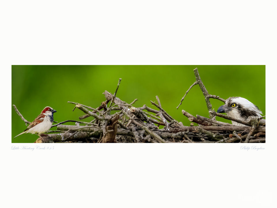 Little Hunting Creek #15