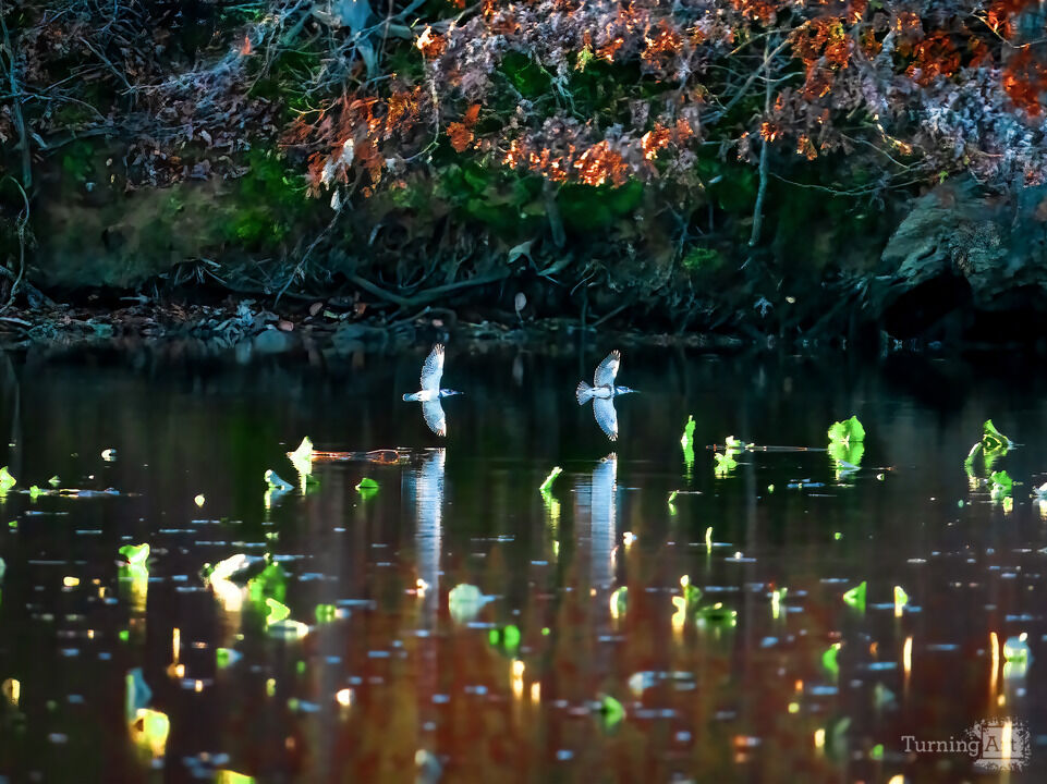 Little Hunting Creek #29