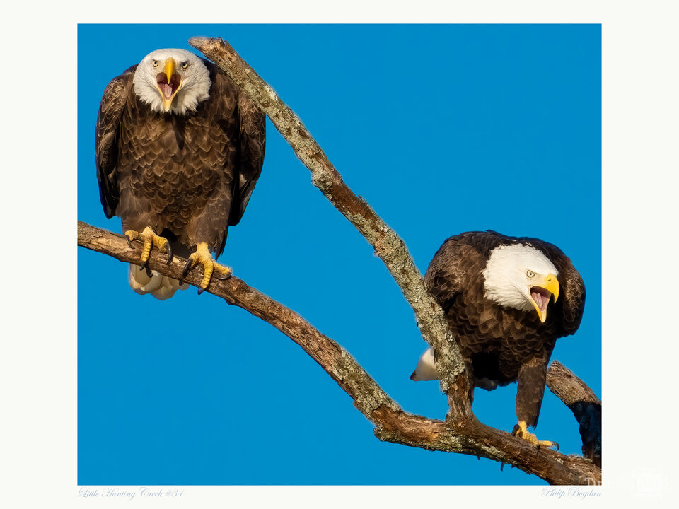 Little Hunting Creek #31