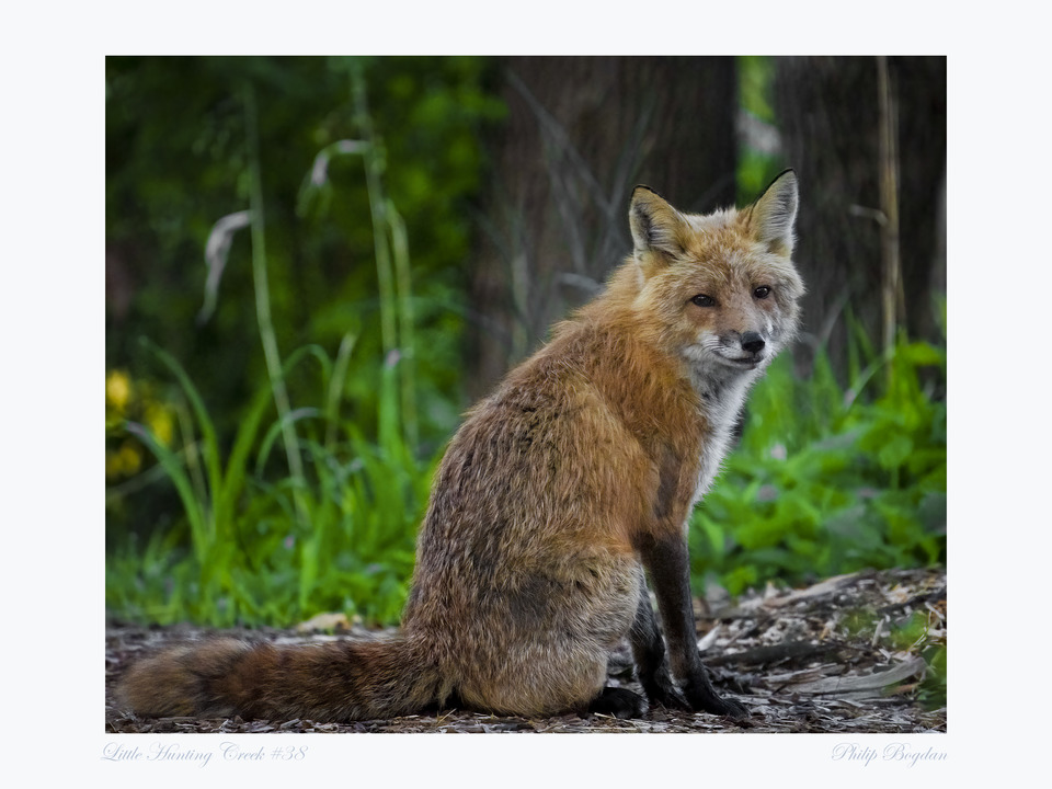 Little Hunting Creek #38