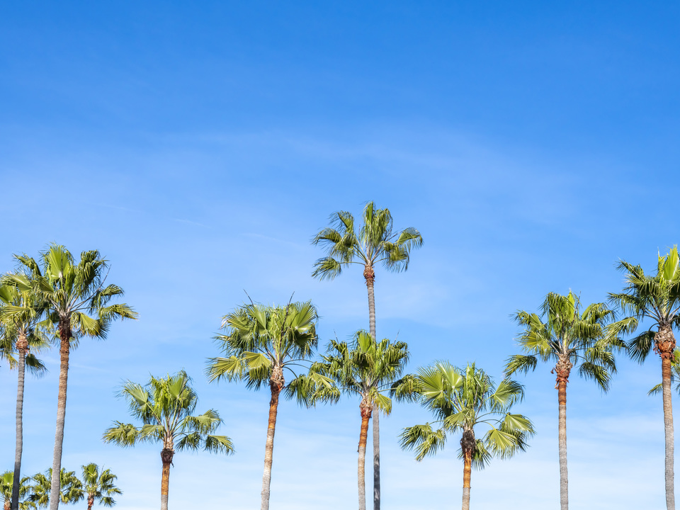 LA Palm Trees