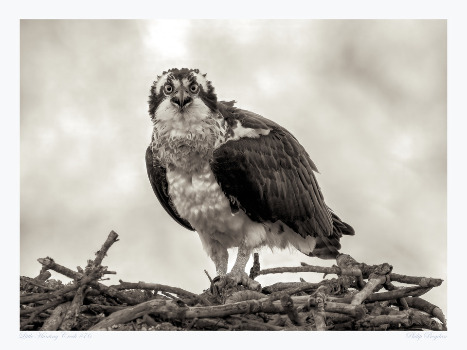 Little Hunting Creek #76