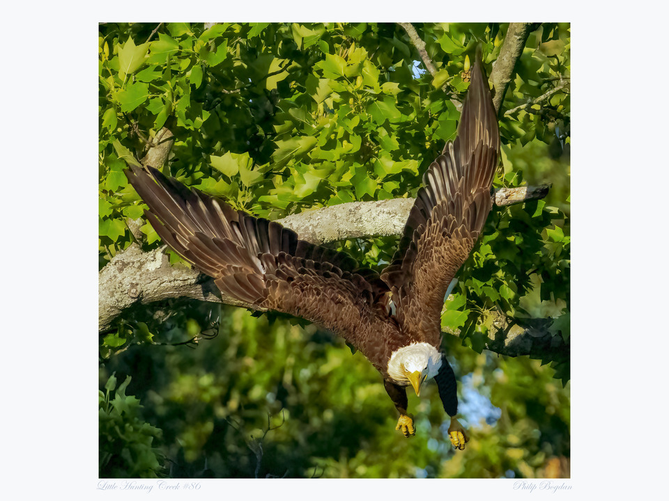 Little Hunting Creek #86