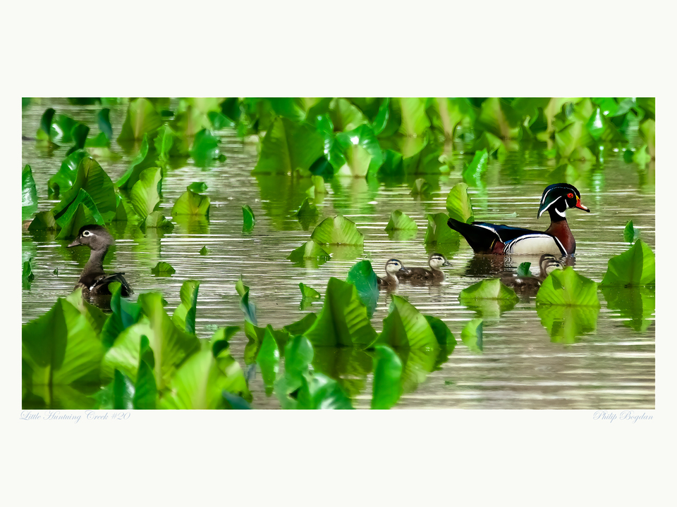 Little Hunting Creek #20