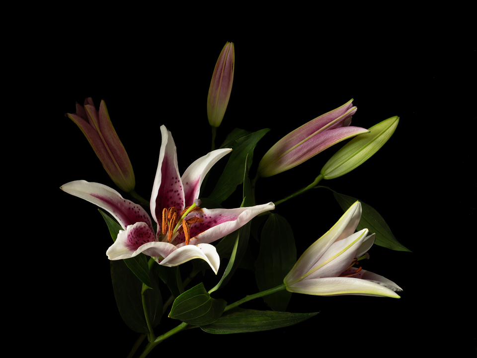 Star Gazer Lily No.1