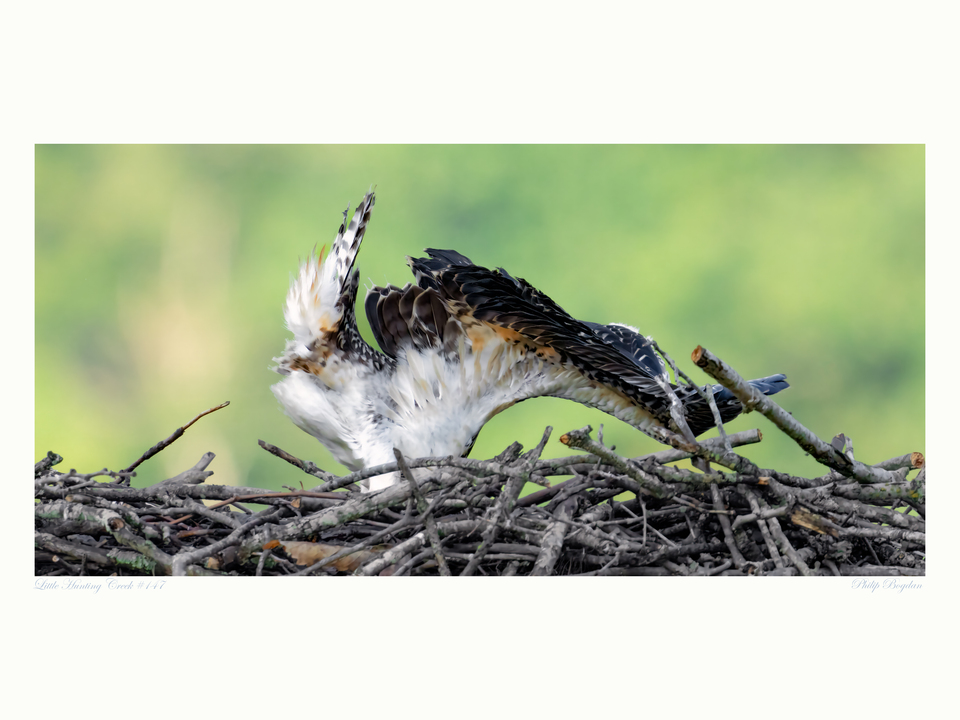 Little Hunting Creek #147