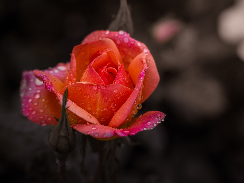 Boerner Floribunda Rose