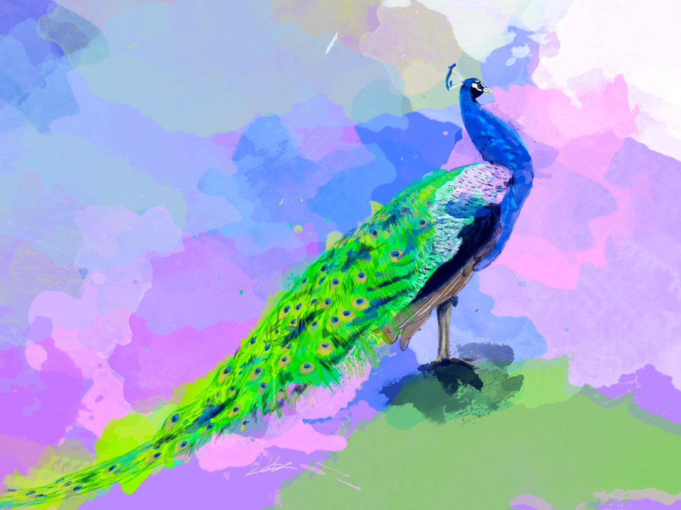 Peacock Dream - colorful bird painting