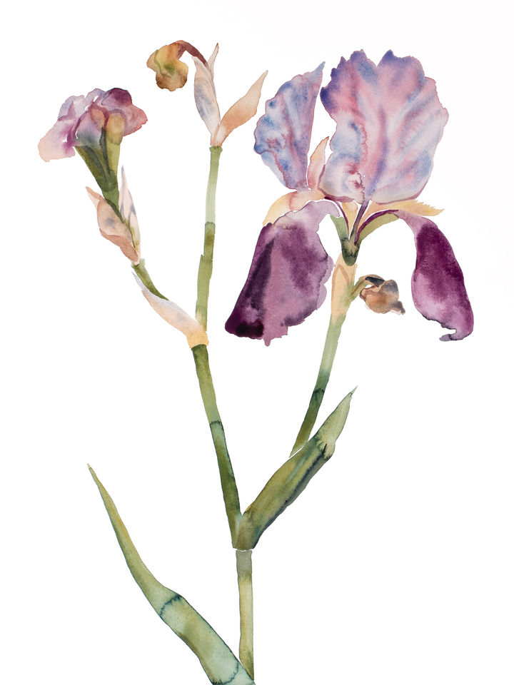 Iris No. 197